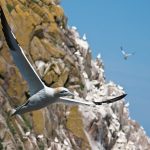Gannet breeding colony