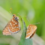 Marsh Fritillary