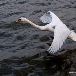 32 Mute Swans found dead in Donegal