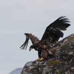 Young white-tailed eagle
