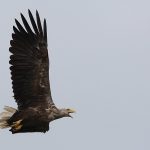 WhiteTailed Eagle