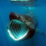 BaskingSharkbyjidanchaomian