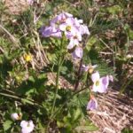 The Cuckoo Flower on the Calendar Road